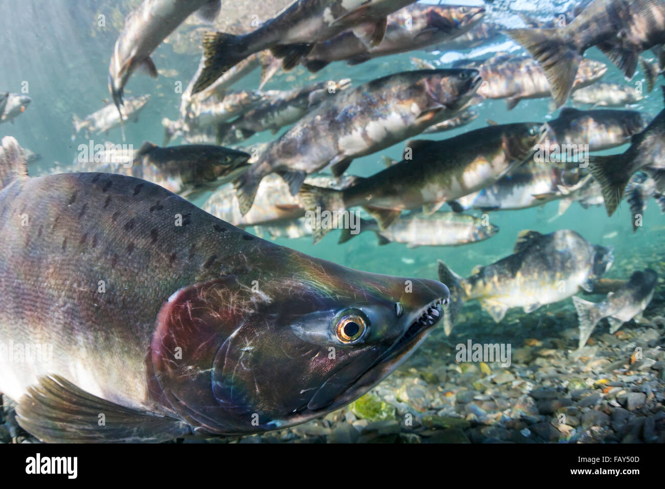 Buckellachs (Oncorhynchus Gorbuscha) Sommer Laichwanderung in einem Nebenfluss des Prince William Sound, Alaska. Stockfoto