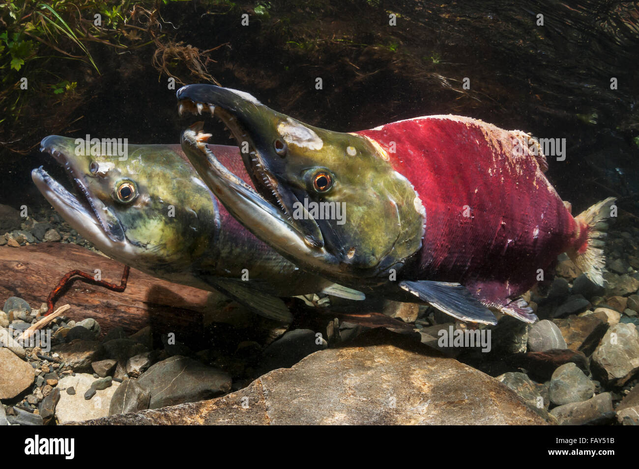 Sockeye Lachs (Oncorhynchus Nerka) im Akt der Laich in einem Stream von Alaska im Sommer. Stockfoto