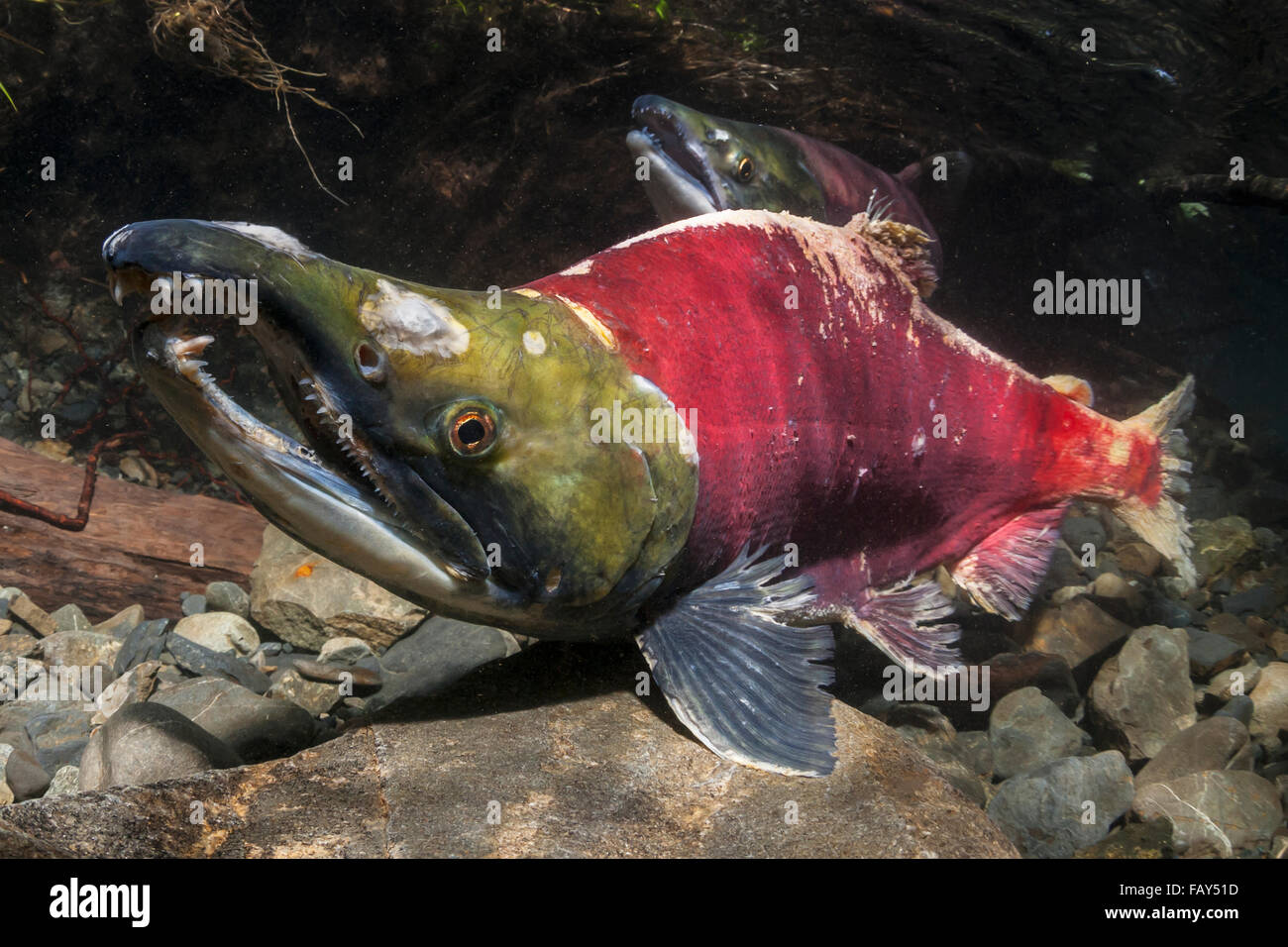 Sockeye Lachs (Oncorhynchus Nerka) im Akt der Laich in einem Stream von Alaska im Sommer. Stockfoto