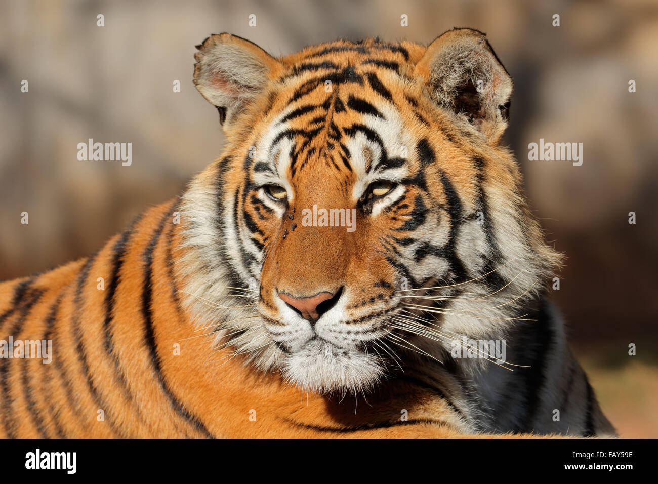 Porträt von einem bengalischen Tiger (Panthera Tigris Bengalensis) Stockfoto