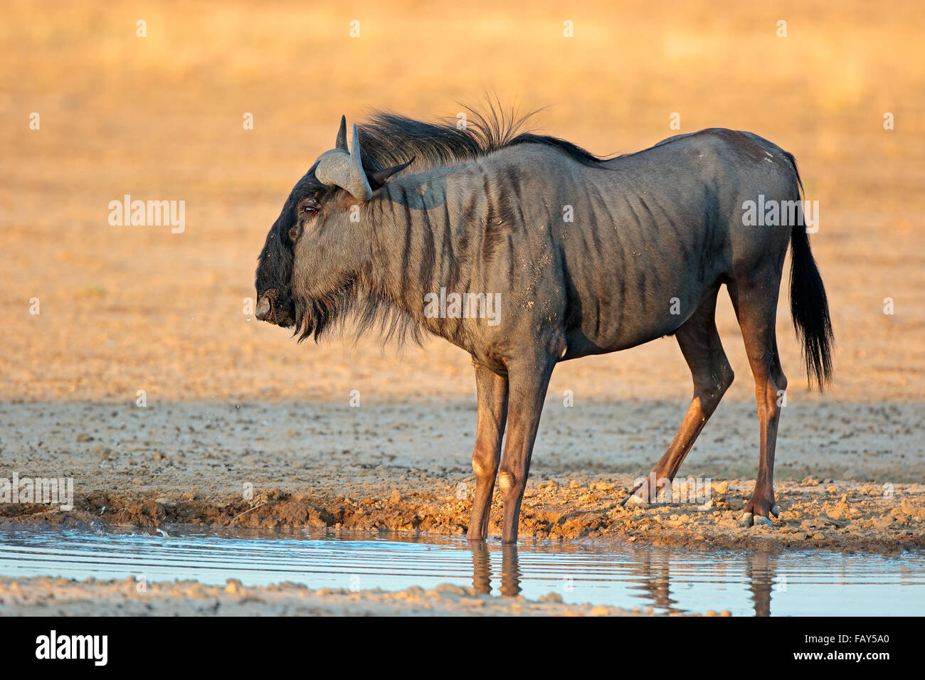 Gnus (Connochaetes Taurinus) an einer Wasserstelle, Kalahari-Wüste, Südafrika Stockfoto