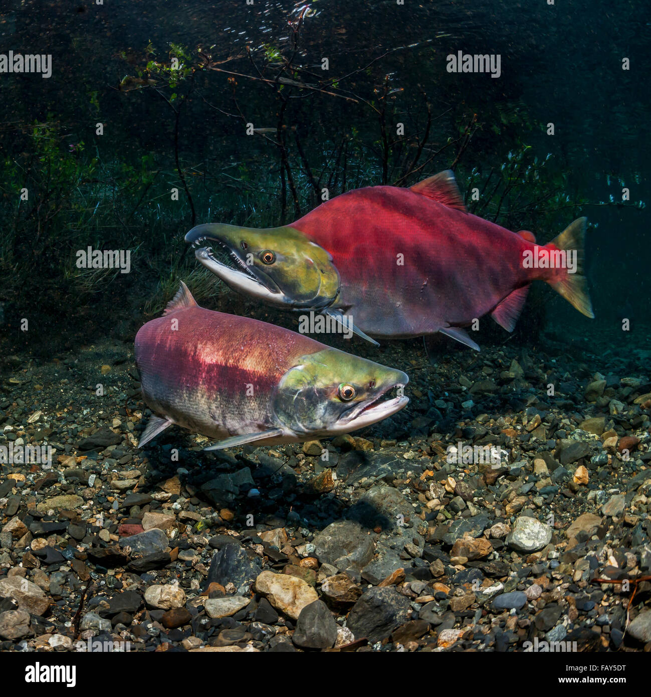 Sockeye Lachs (Oncorhynchus Nerka) laichen paar über eine Redd, die im Bau befindliche eines Alaskan Stream im Frühsommer ist positioniert. Stockfoto