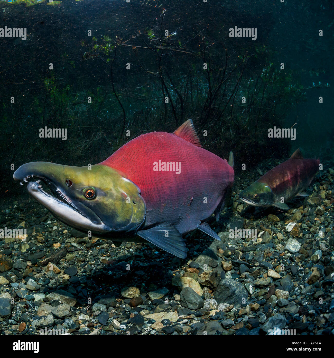 Sockeye Lachs (Oncorhynchus Nerka) laichen paar über eine Redd, die im Bau befindliche eines Alaskan Stream im Frühsommer ist positioniert. Stockfoto