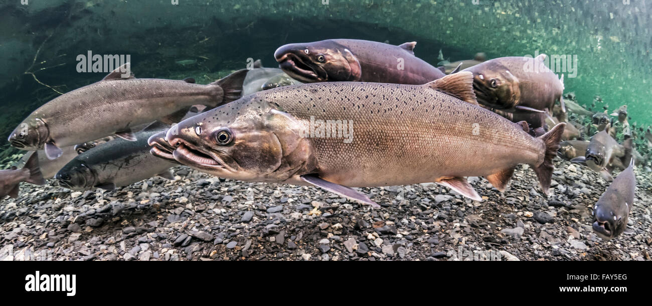 Ozean helle Silberlachs (Oncorhynchus Kisutch) auf ihren Laich Migration in einem Alaskan-Stream während des Spätsommers. Stockfoto