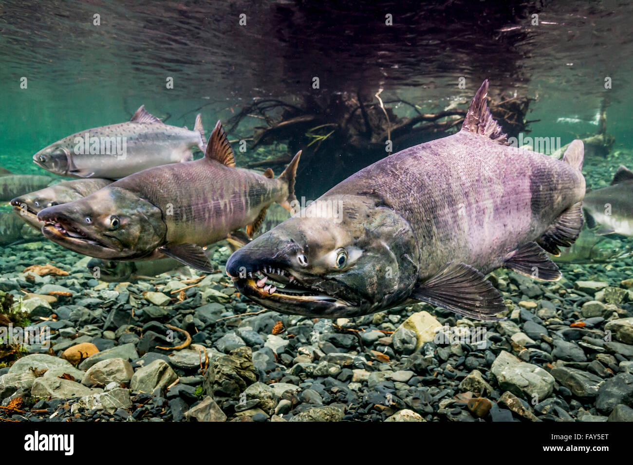 Chum Lachs (Oncorhynchus Keta) Laichwanderung in einem Alaskan-Stream während des Sommers. Stockfoto