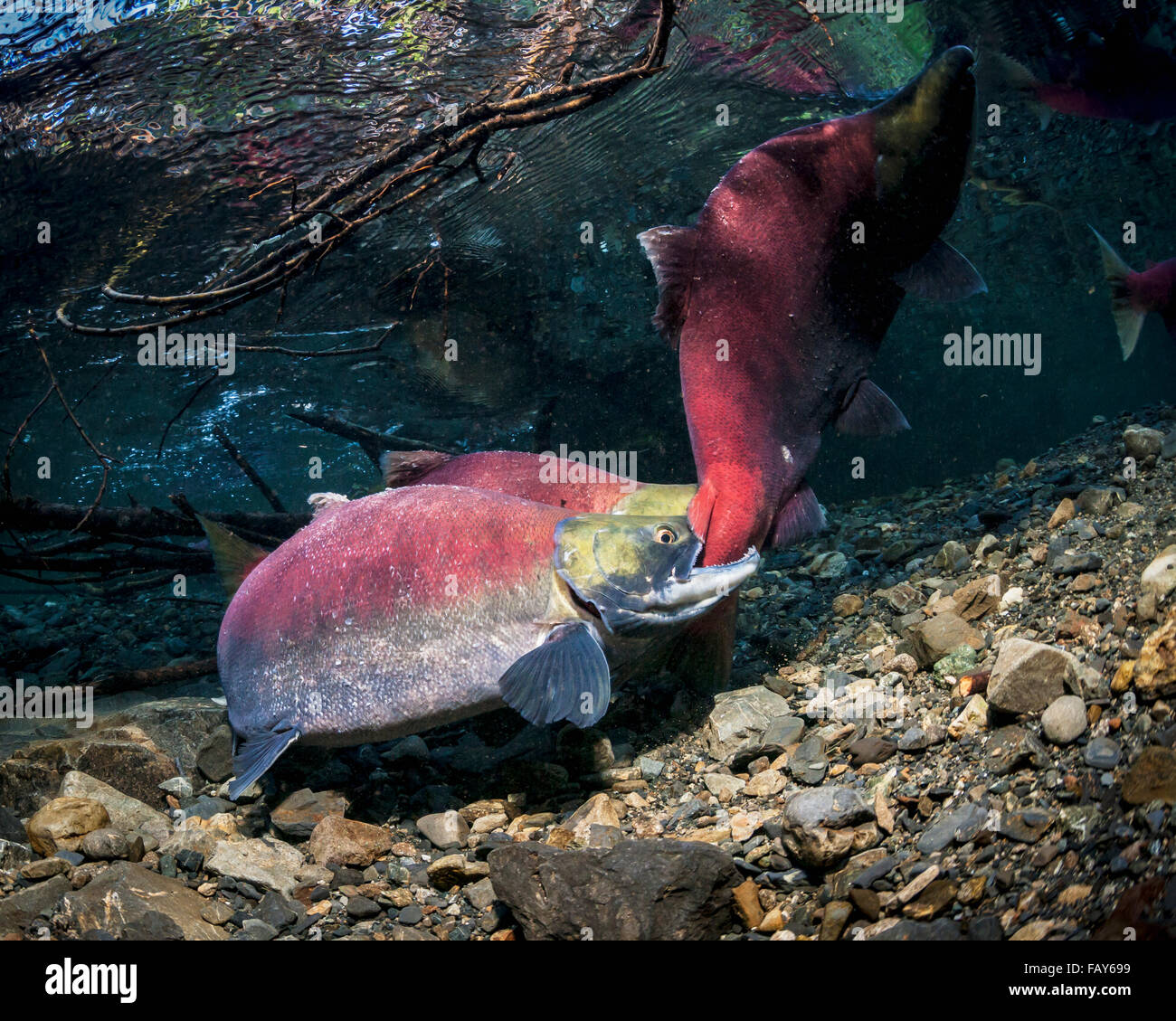 Männlicher Rotlachs (Oncorhynchus Nerka) Angriff auf einen Konkurrenten in einem Alaskan Stream im Frühsommer. Stockfoto