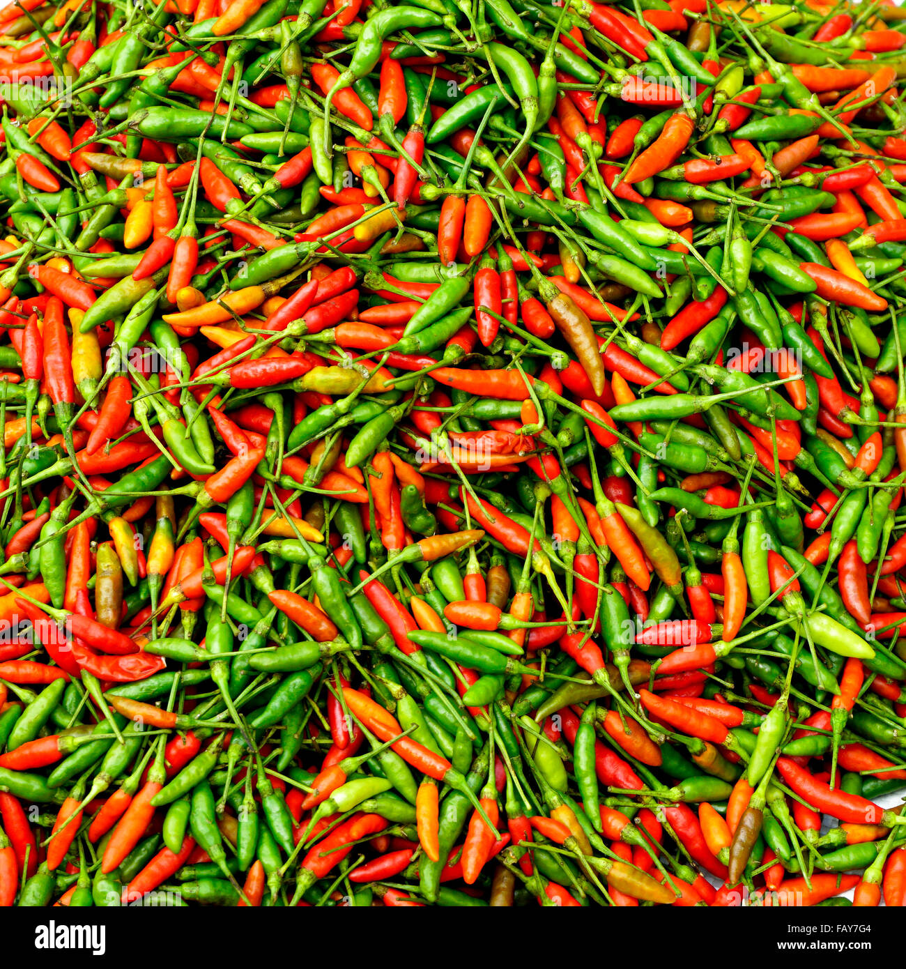 Nahaufnahme der frischen Chili Bio-Gemüse in Luang Prabang, Laos Stockfoto