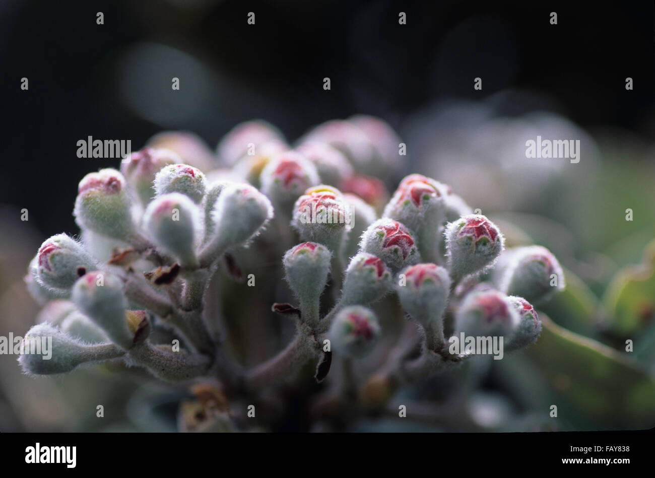 Big Island, Hawaii, Hawaii Volcanoes Nationalpark, Ohia Baum Details, Blütenknospen, Metrosideros Polymorpha, Myrtaceae Stockfoto