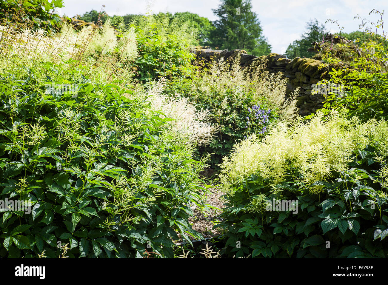 Sammlung von Aruncus Pflanzen in Blüte in Cumbria Stockfoto