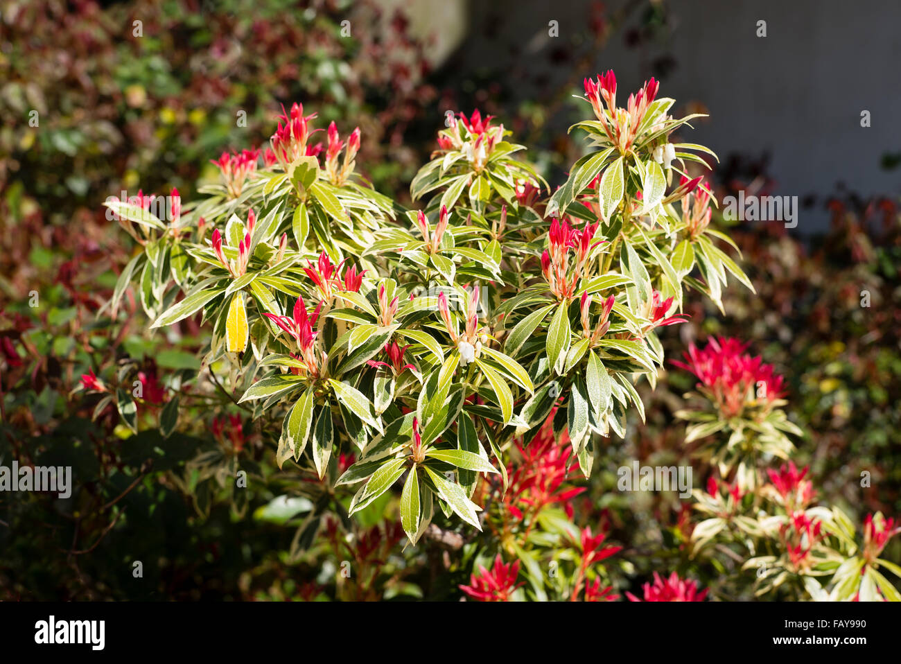 Pieris Flaming Silber mit neuen roten Blättern im Frühling Stockfoto