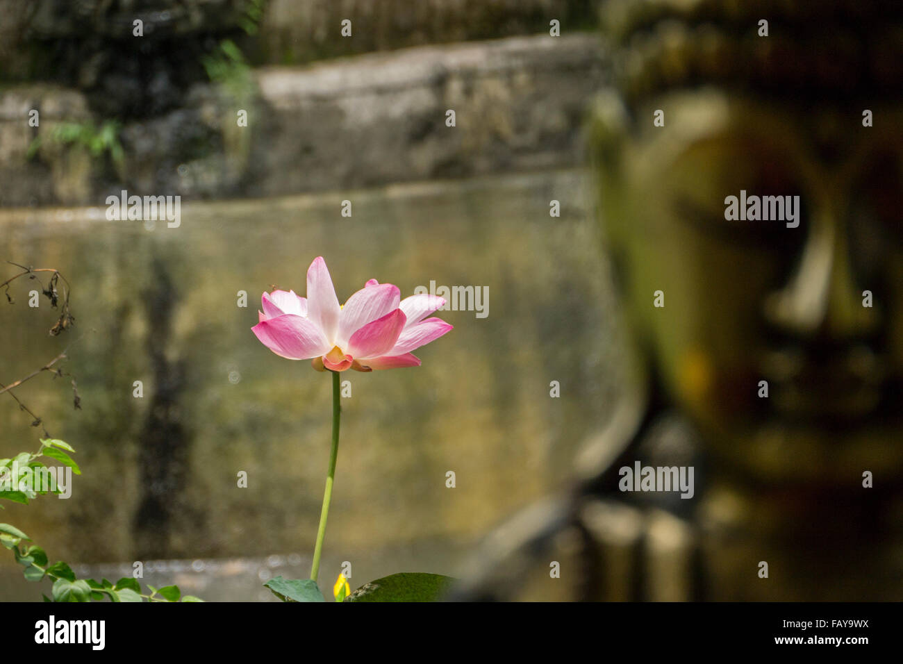 Indonesien, Tejakula, Bali, Lotus-Blume in der Nähe von Buddha-statue Stockfoto