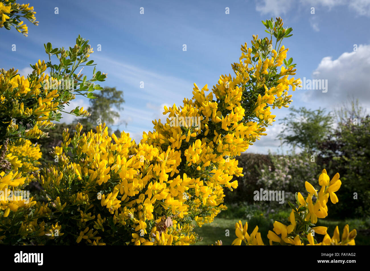 Genista Porlock in voller Blüte im Frühjahr Stockfoto