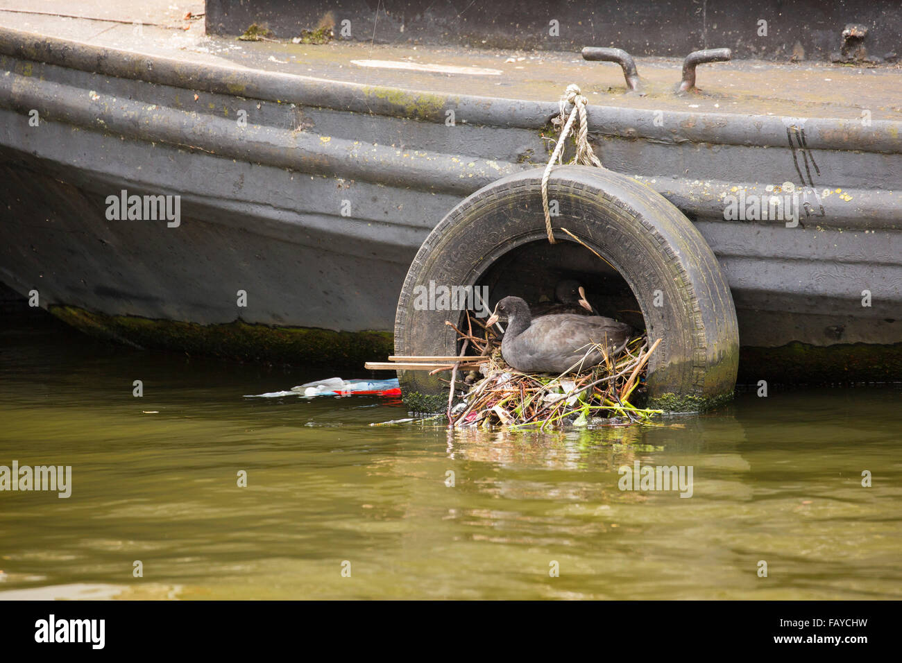 Niederlande, Amsterdam, Blesshuhn auf Nest in Reifen im Kanal im Stadtzentrum in der Nähe von Hausboot Stockfoto