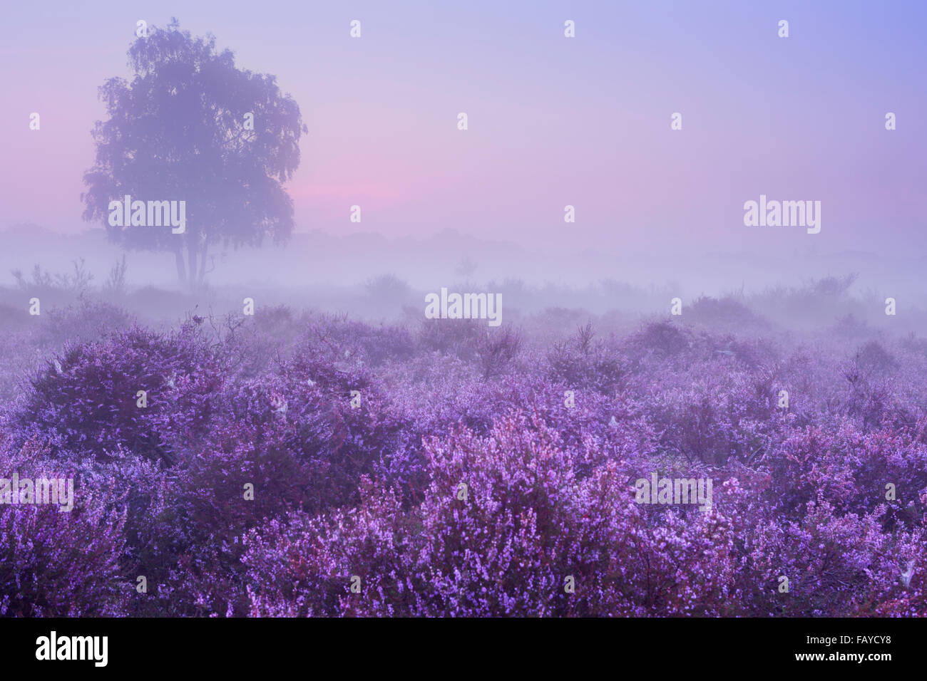 Blühende Heide an einem nebligen Morgen bei Tagesanbruch. Fotografiert in der Nähe von Hilversum in den Niederlanden. Stockfoto