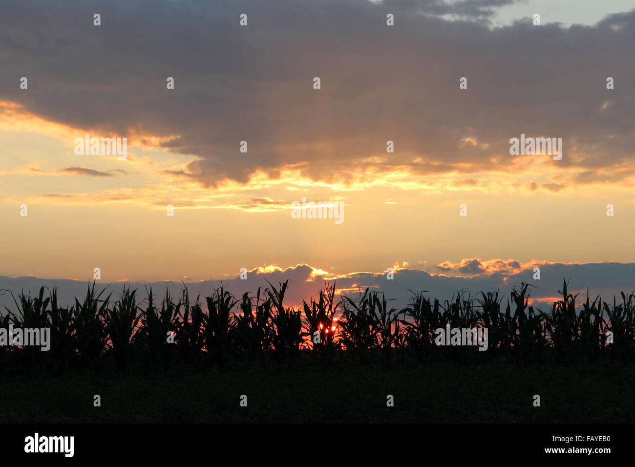 Glanz des dunklen Sommer Rückgang über einem Feld Mais Stockfoto