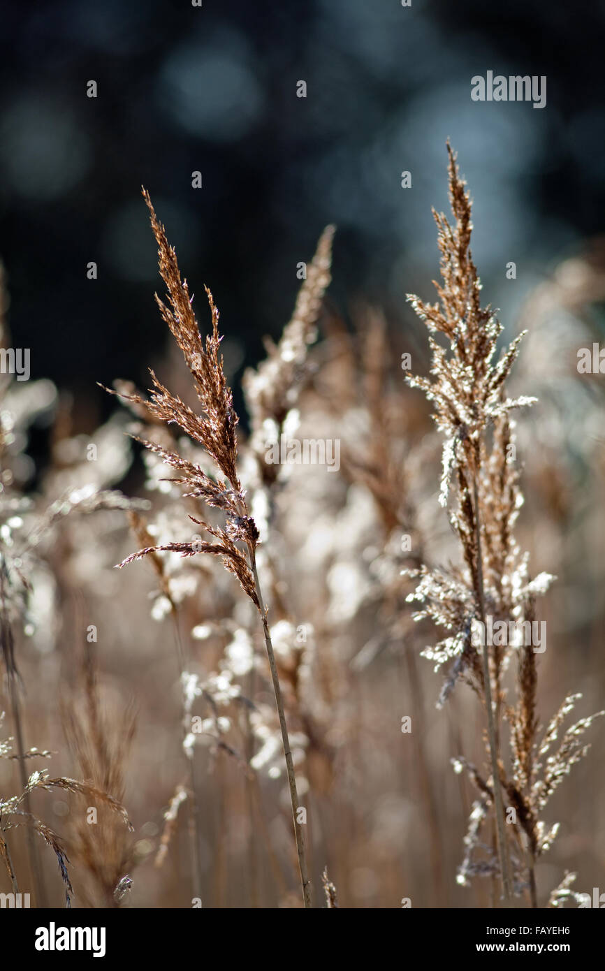 Norfolk oder gemeinsamen Schilf (Phragmites Australis).  Rispe oder Samenköpfe. Winter. Calthorpe breit. Norfolk. Stockfoto