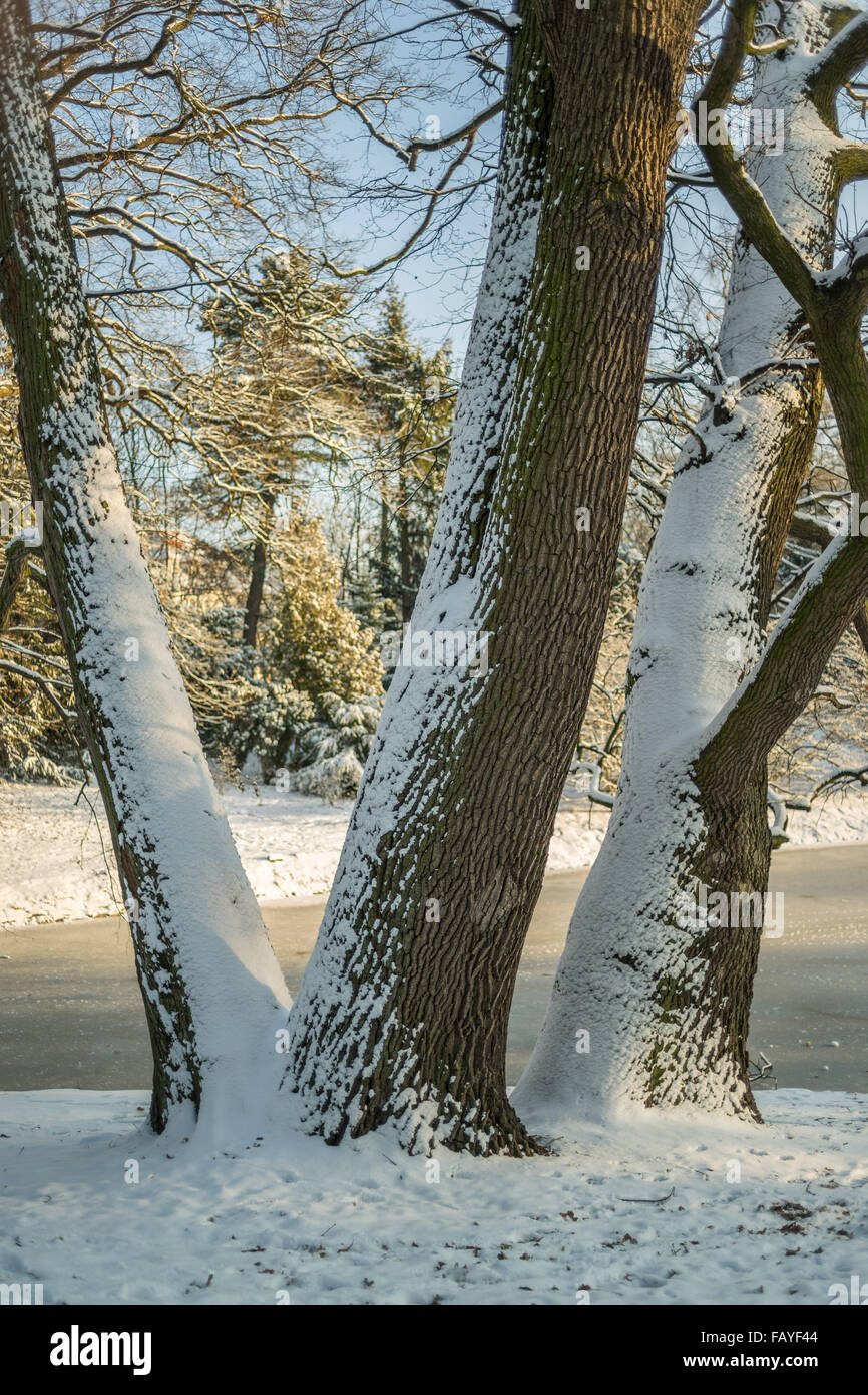 Drei alte Eichen bedeckt mit Schnee Quercus robur Stockfoto