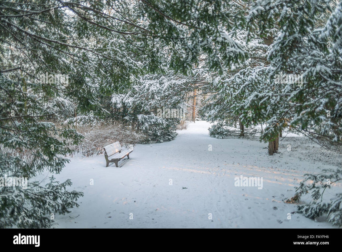 Ruhigen Park Lane, gesäumt von Eiben nach Schneefall Stockfoto