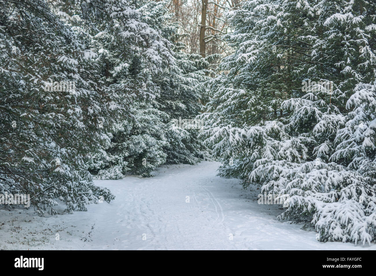 Ruhigen Park Lane, gesäumt von Eiben nach Schneefall Stockfoto