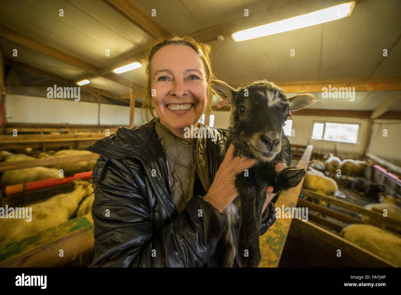 Frau, die ein junges Lamm, Island Stockfoto