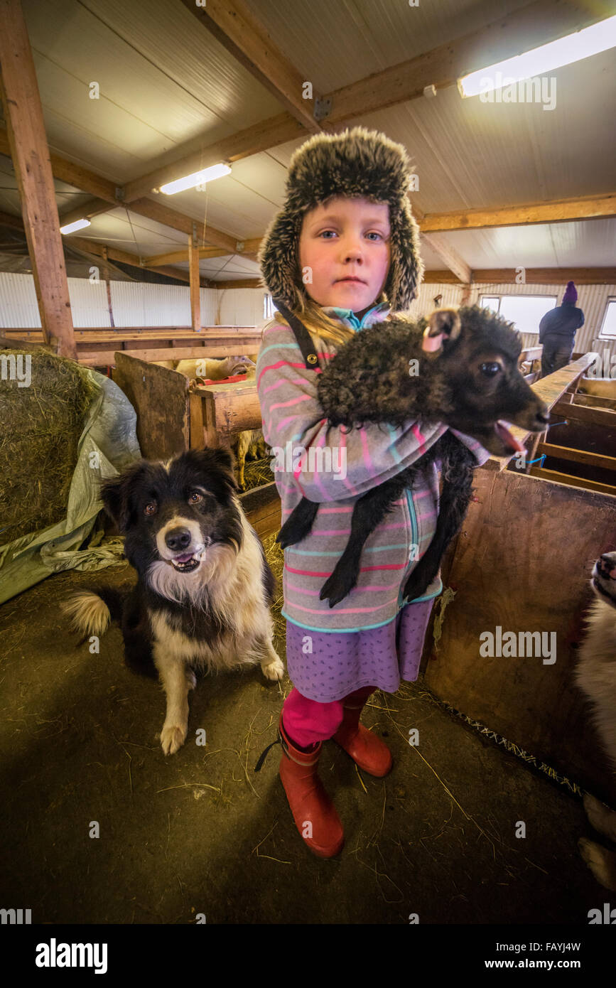 Junges Mädchen hält ein junges Lamm, Island Stockfoto