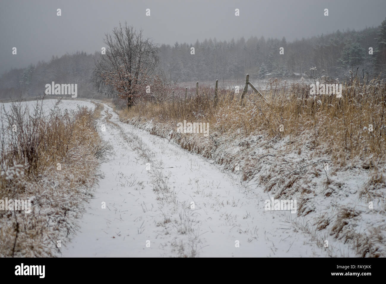 Verschneiten Pfad zwischen den Feldern Stockfoto