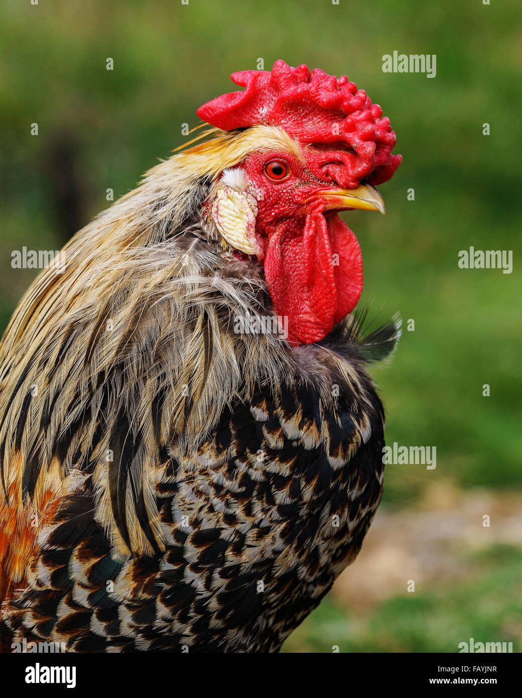 Porträt eines isländischen Huhn. Stockfoto