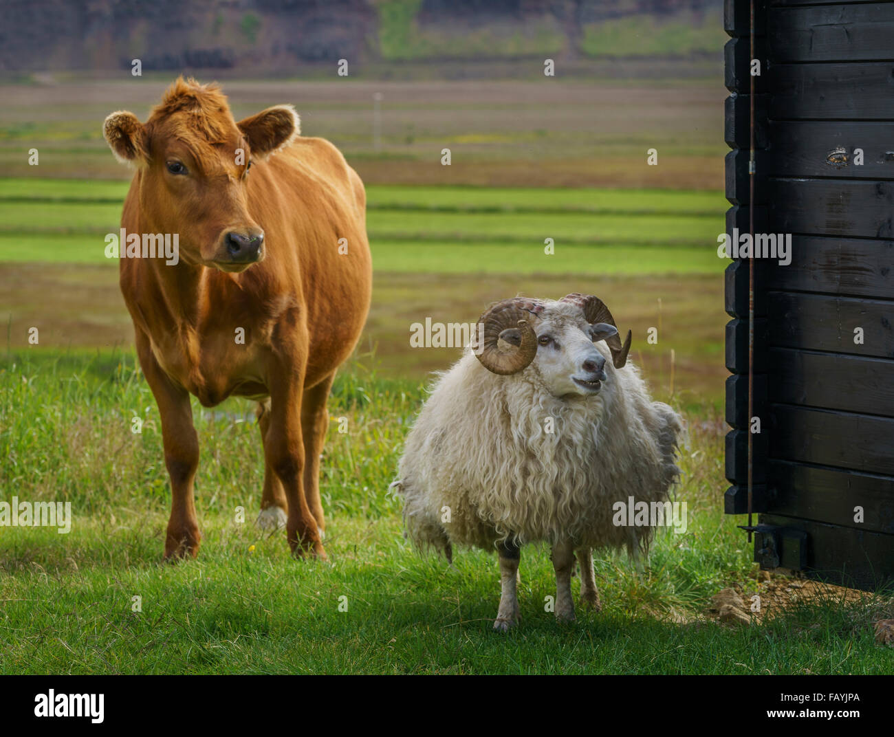 Junge Kuh und Schaf sind frei herumlaufen und Weiden auf Gras, Hraunsnef Farm, Nordurardalur Tal, Island Stockfoto