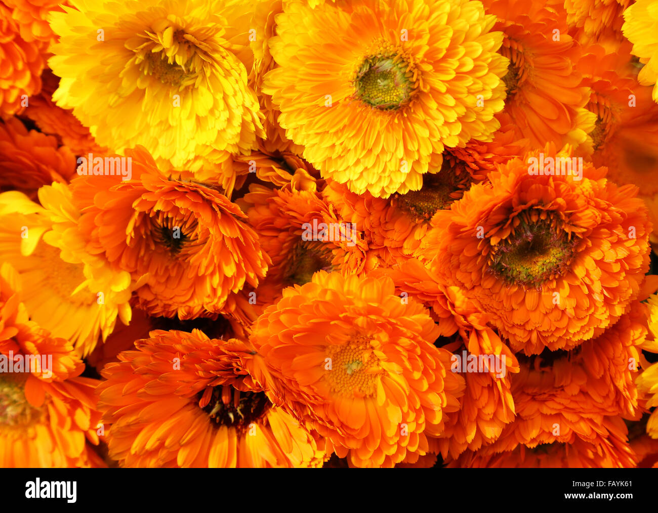 Einige Ringelblume-Blume als Hintergrund Stockfoto