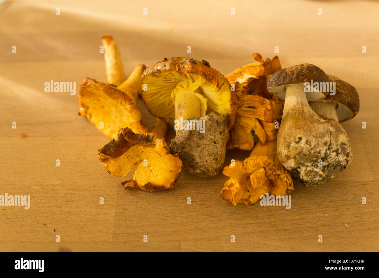 Wildpilz auf dem Tisch Stockfoto