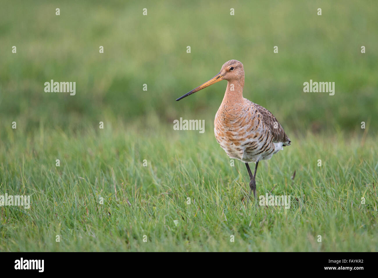Schwarzschwanzgodwit / Uferschnepfe (Limosa limosa) ausgewachsen, im Zuchtgefieder, Wandern im Gras, Wildtiere, Europa. Stockfoto