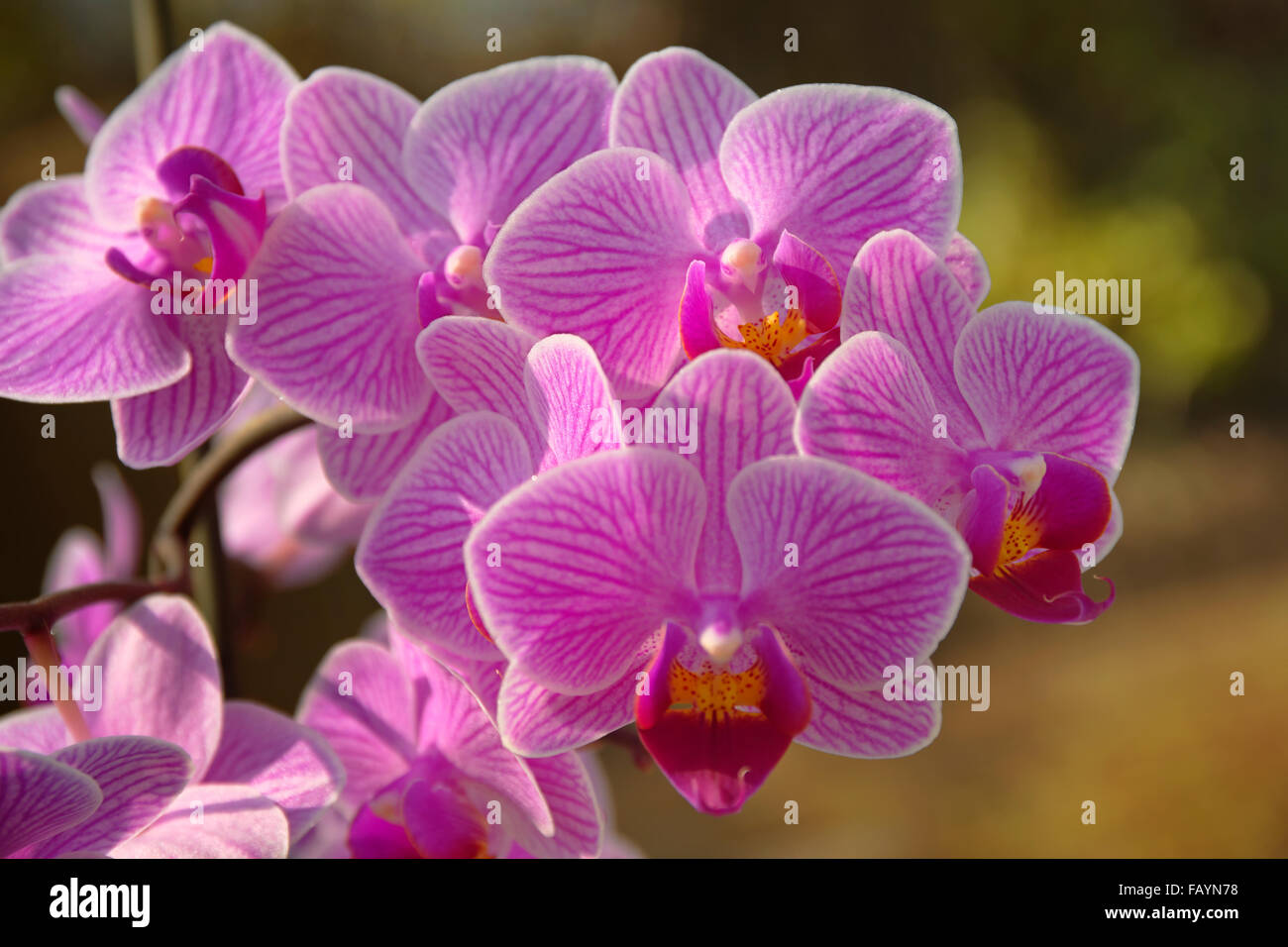 Rosa Orchidee blüht Doritaenopsis "Dorado" Stockfoto