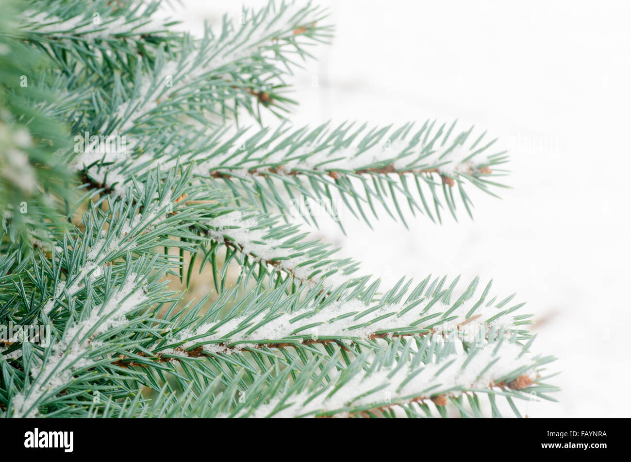 Winter Fichte Zweig mit Schnee bedeckt Stockfoto