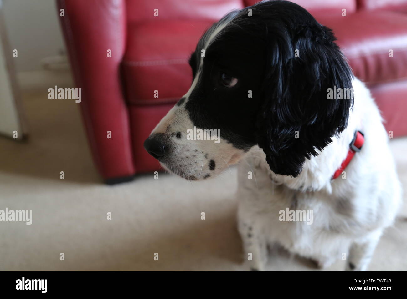 Springer Spaniel, roten Ledercouch im Hintergrund Stockfoto