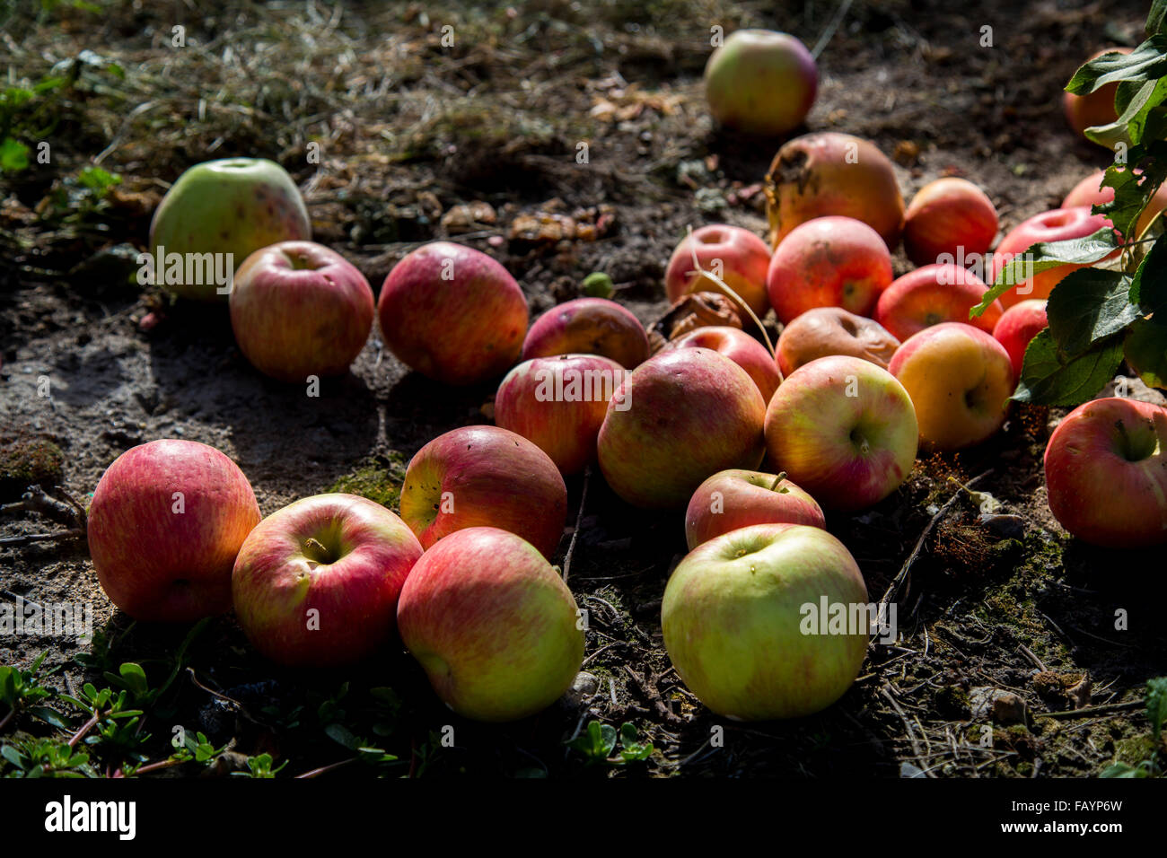 Bauernhof Äpfel Stockfoto