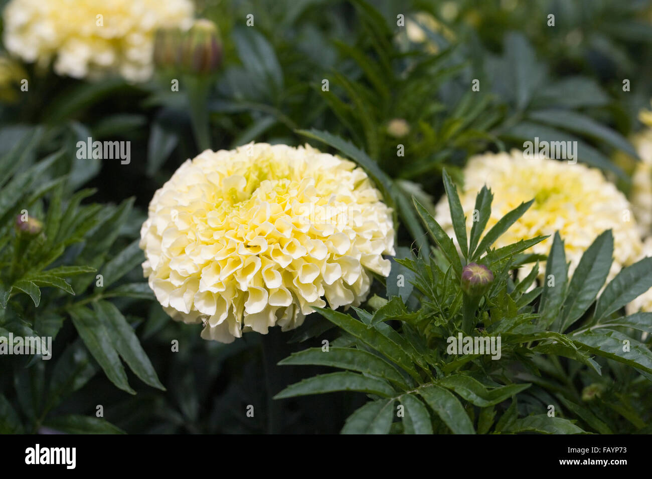 Tagetes Erecta. Afrikanische Ringelblume im Garten wächst. Stockfoto