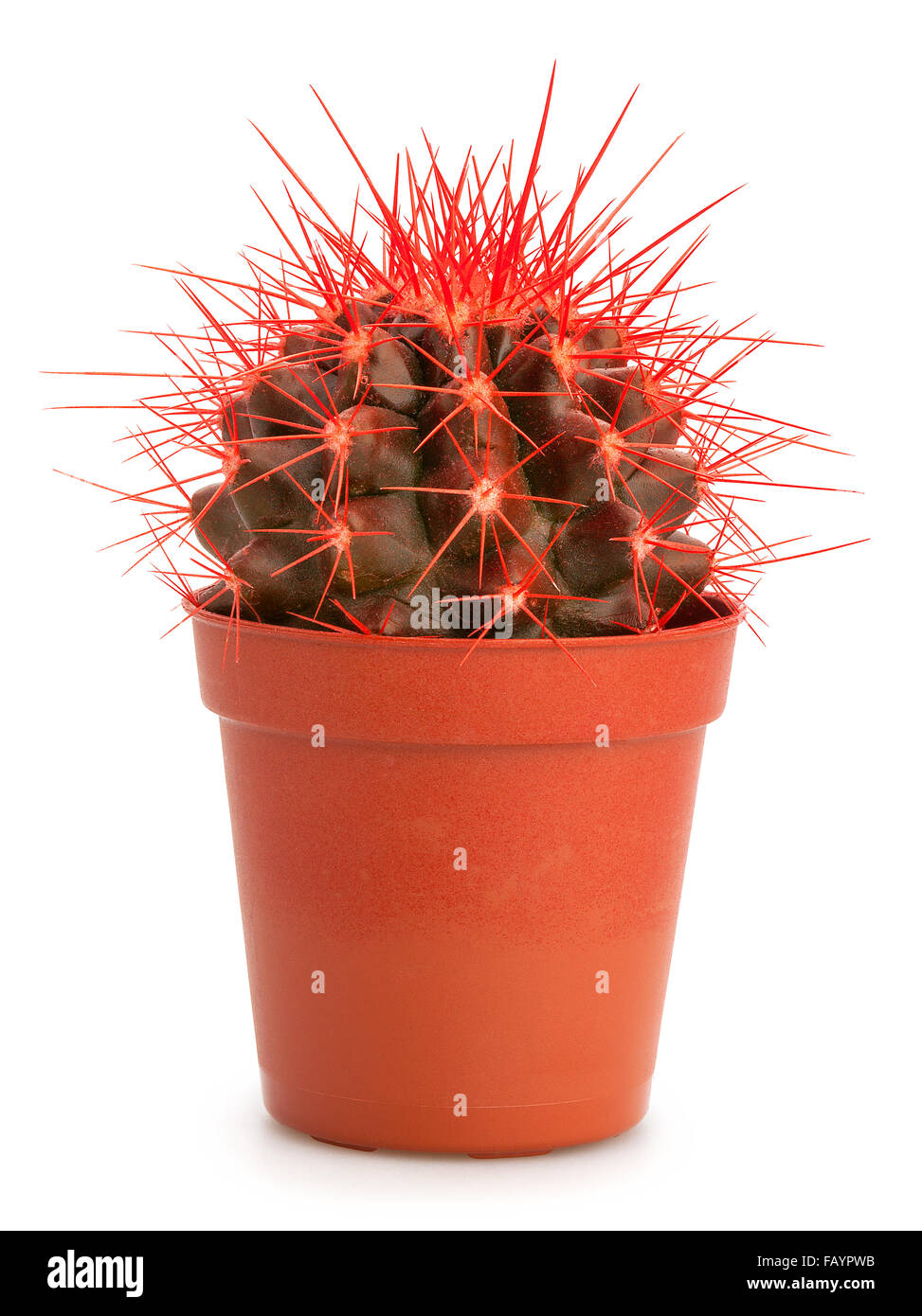 Kaktus, isoliert Stockfoto