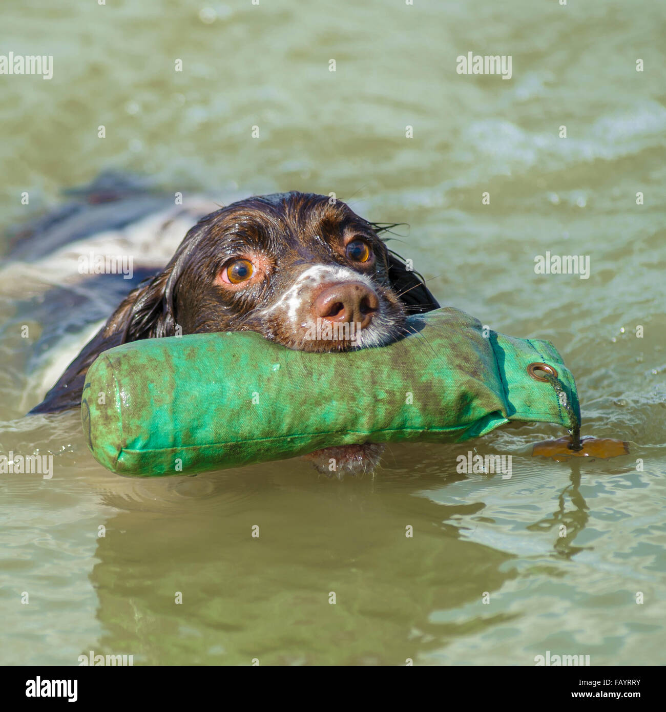 Englisch Springer Spaniel Gun Gebrauchshund abrufen eine Trainingspuppe im Wasser während einer Unterrichtsstunde Gebrauchshund training Stockfoto