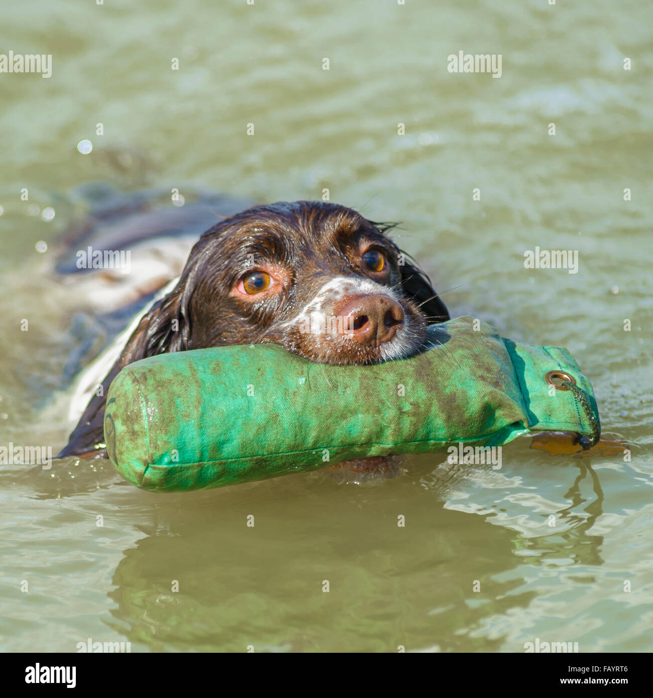 Englisch Springer Spaniel Gun Gebrauchshund abrufen eine Trainingspuppe im Wasser während einer Unterrichtsstunde Gebrauchshund training Stockfoto