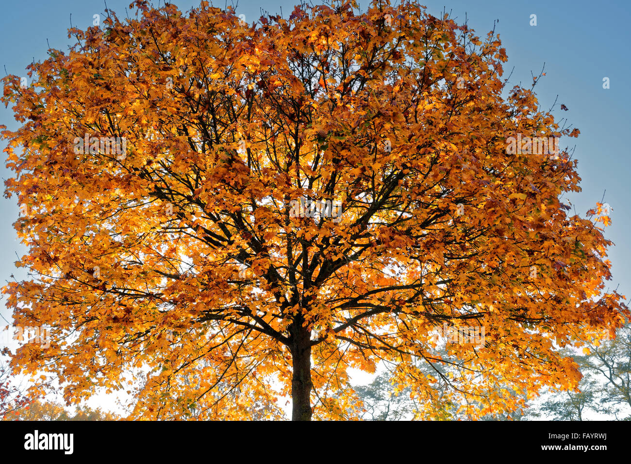 Hinterleuchtete Baum tragen Herbst Blätter Stockfoto