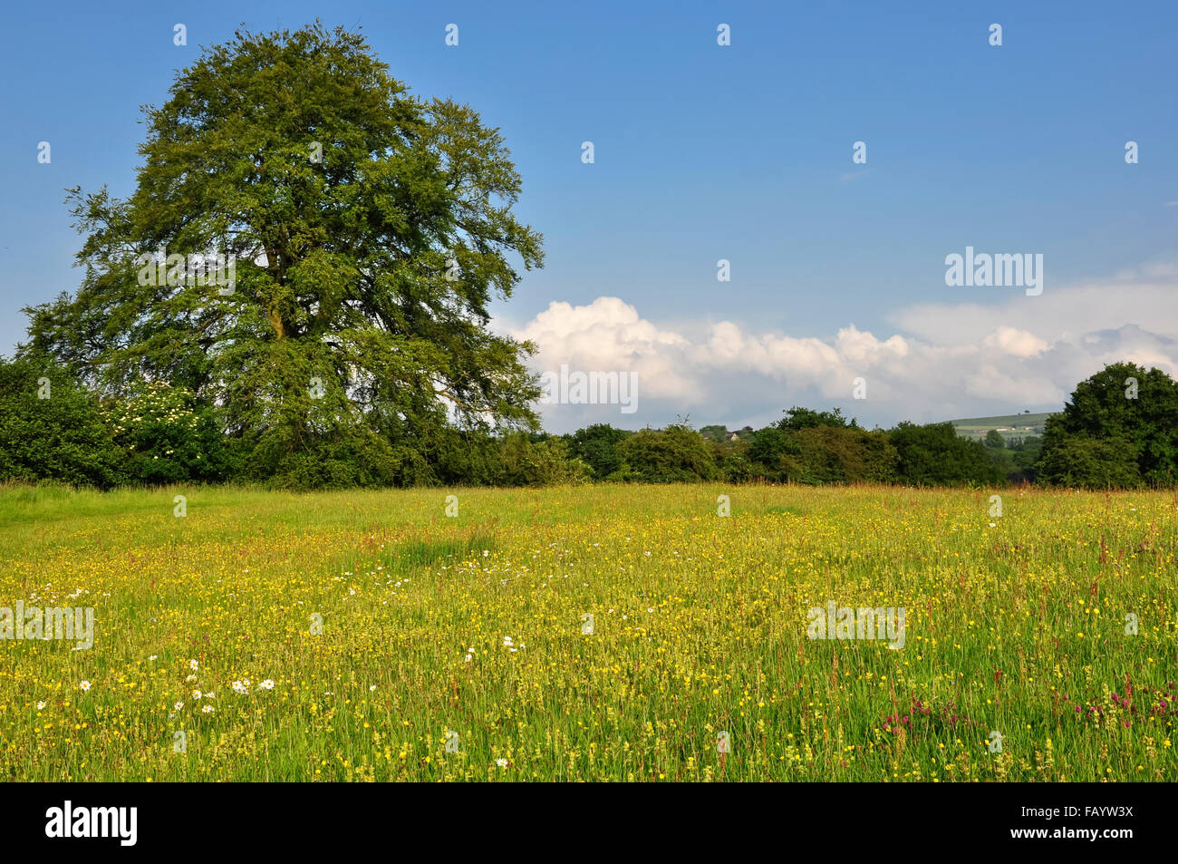 Einer schönen Sommerwiese in Nordengland, voll von bunten Wildblumen. Stockfoto