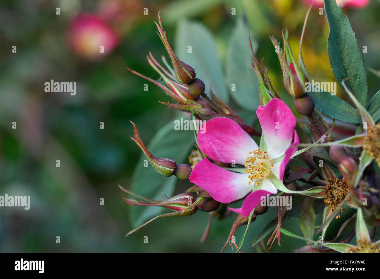 Rosa Glauca zur Blüte kommen. Eine wild aussehende rose mit einzelnen rosa Flowres und dunklen Laub. Stockfoto