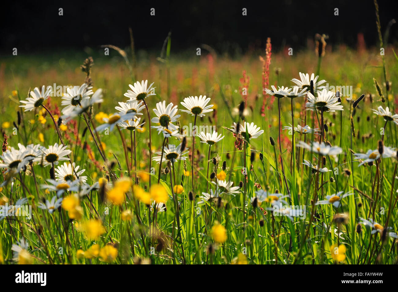 Eine Sommerwiese in England, voll von bunten Wildblumen einschließlich weiße Gänseblümchen, Hahnenfuß und Sauerampfer. Stockfoto