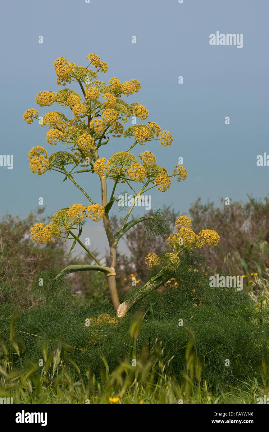 Riesen-Fenchel, Riesenfenchel, Gemeines Rutenkraut, riesigen Fenchel, Steckenkraut, Ferula Communis, La Férule Gemeinde Stockfoto