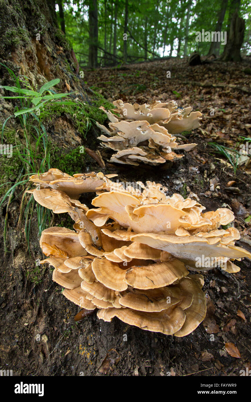 Riesige Polypore, schwarz-Färbung Polypore, riesige Polypore Pilz, Riesenporling, Riesen-Porling, Totholz, Meripilus giganteus Stockfoto