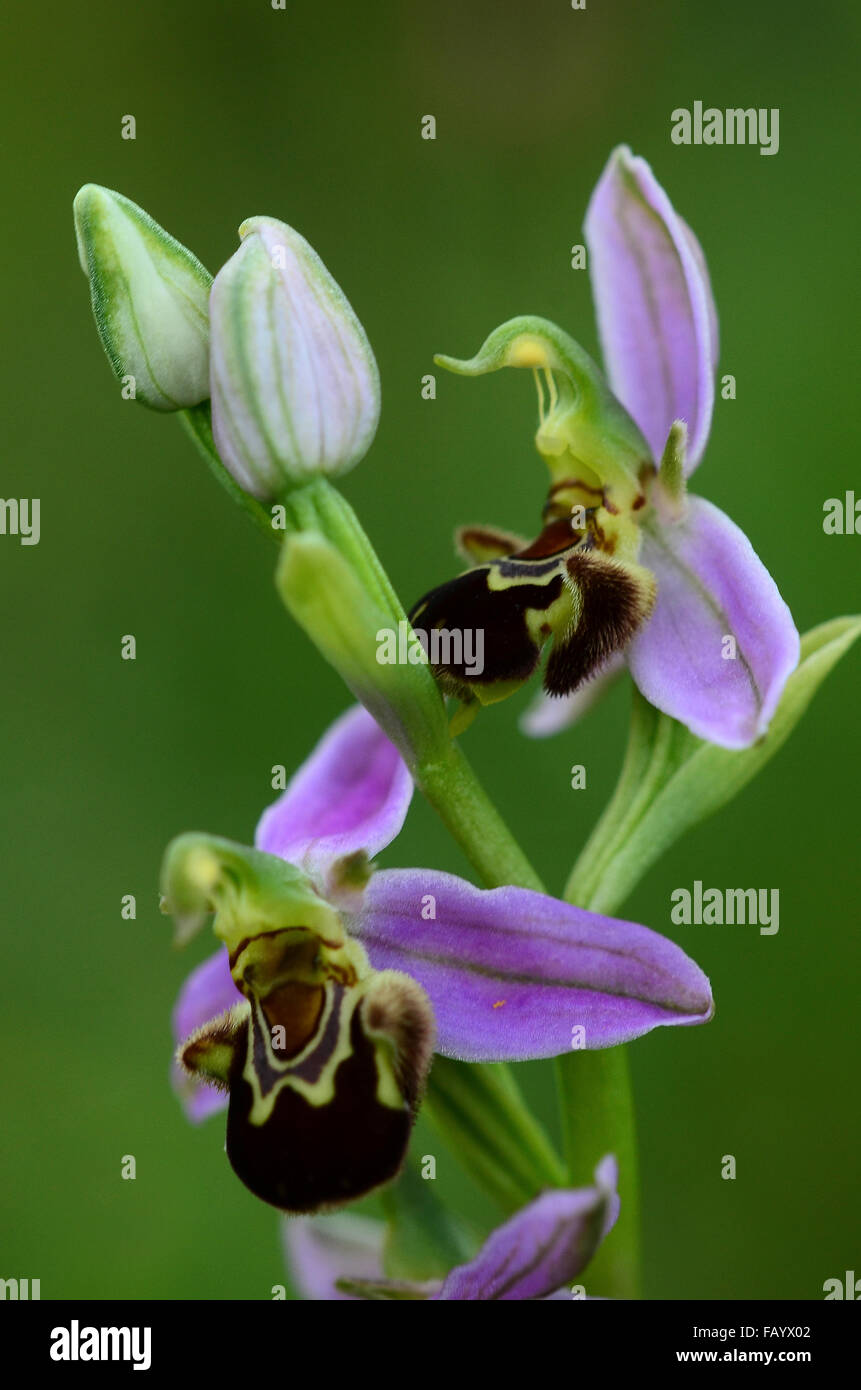 Biene Orchidee blüht Dorset UK Stockfoto