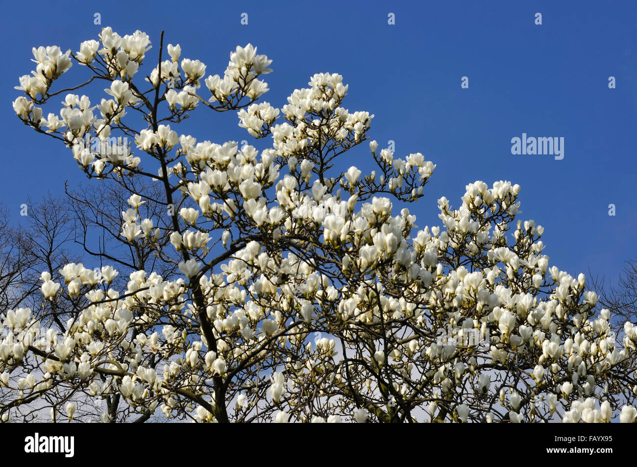 Blick hinauf in ein reines weißes Magnolia in voller Blüte gegen einen blauen Frühlingshimmel. Stockfoto
