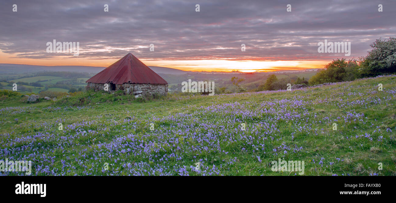 Kleine Scheune in einem Feld von Glockenblumen bei Sonnenuntergang Devon Uk Stockfoto