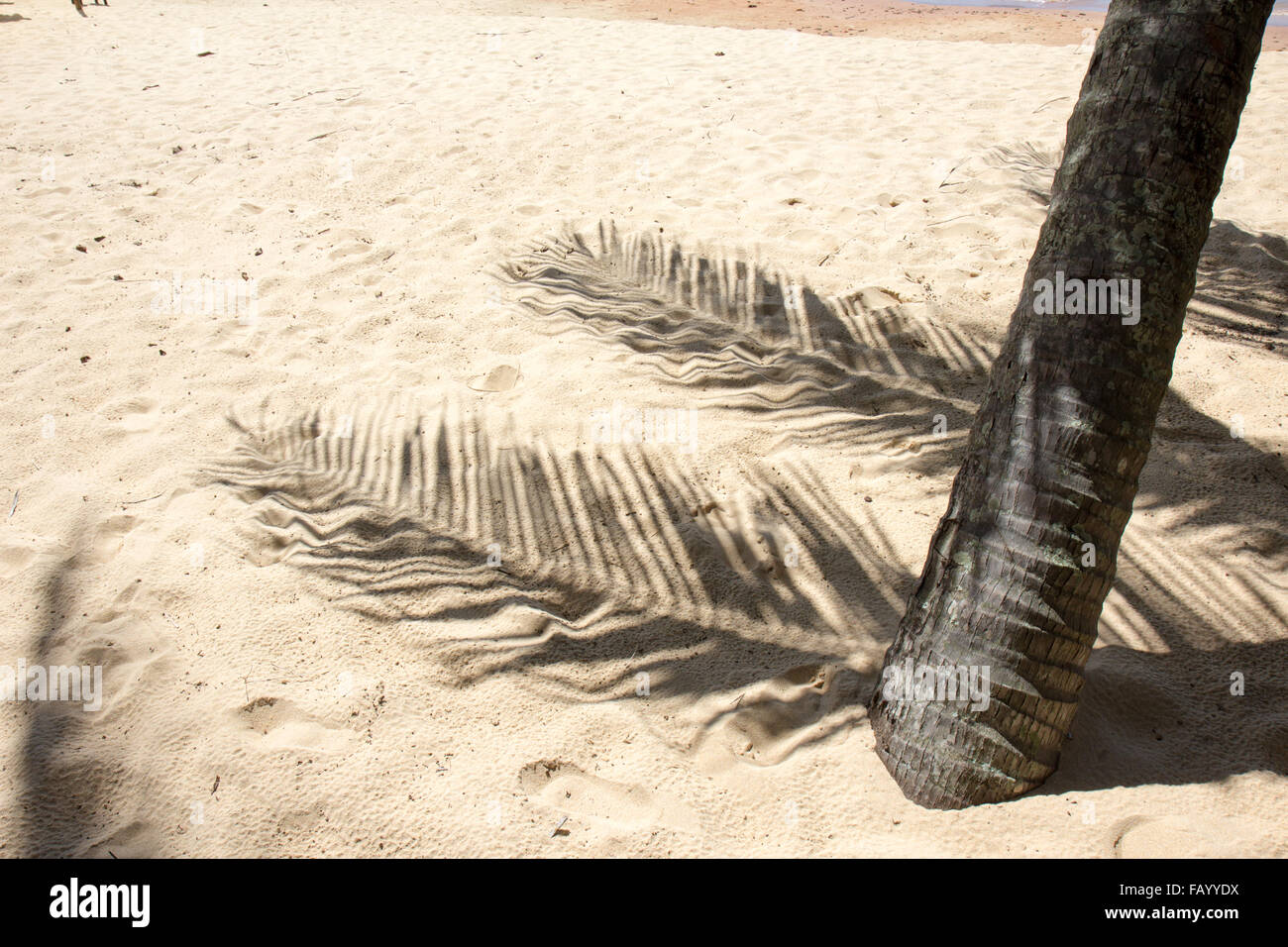 Palm Tree Schatten am tropischen Strand Stockfoto
