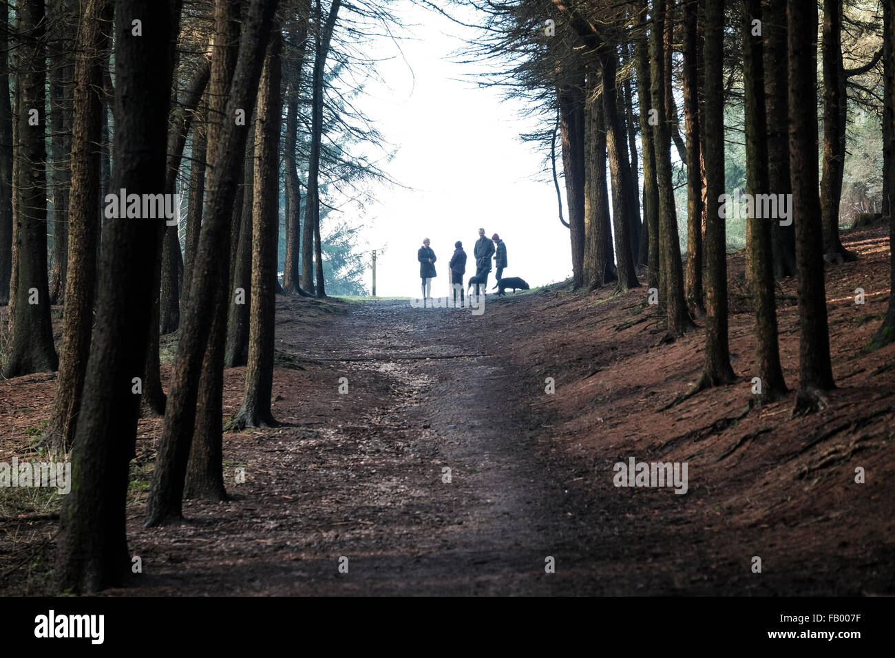 Leuchtfeuer fiel, Lancashire, England. Hundebesitzer, die Silhouette gegen den Himmel am Ende einen Waldweg auf Beacon fiel. Stockfoto